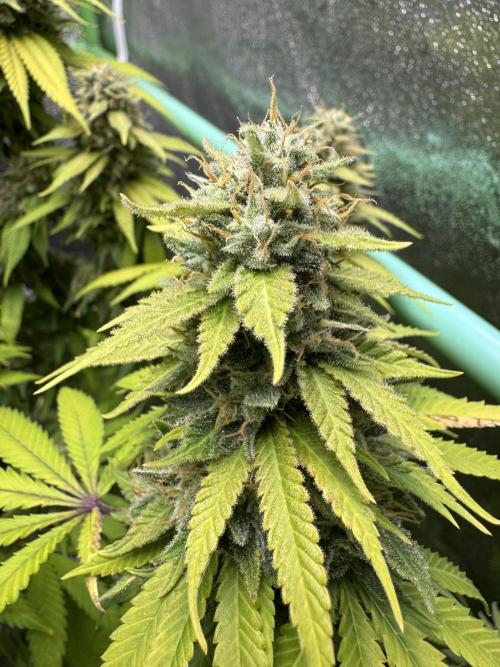 Big Demon by Divine Seeds. Week 19