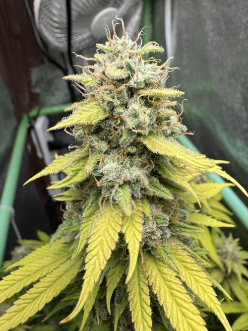 Big Demon by Divine Seeds. Week 19