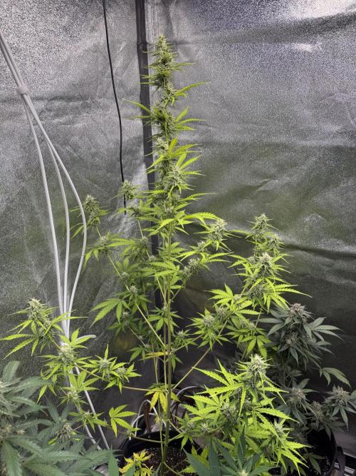 CBD Lemon Auto - Herbies Seeds. Week 9