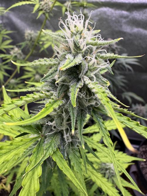 CBD Lemon Auto - Herbies Seeds. Week 9