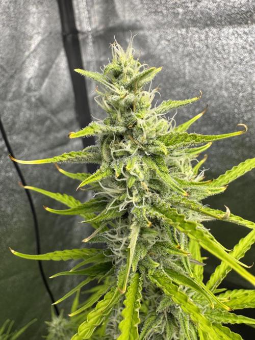 CBD Lemon Auto - Herbies Seeds. Week 9