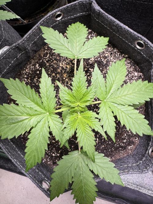 Wild Strawberry F1 Auto Run 2-TasteBudz. Week 3