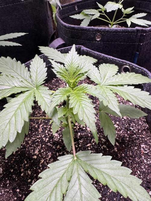 Wild Strawberry F1 Auto Run 2-TasteBudz. Week 3