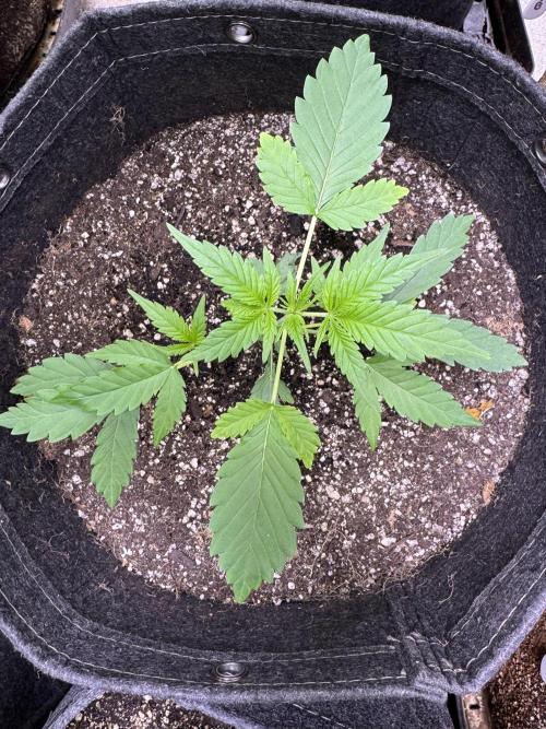 Purple Tangie Auto - Supernatural Seeds. Week 4