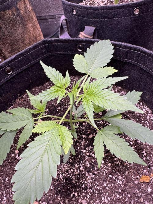 Purple Tangie Auto - Supernatural Seeds. Week 4