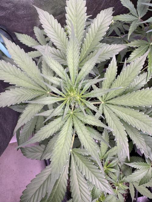 Sour Apple X Strawberry Gorilla Auto. Week 6