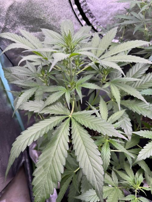 Sour Apple X Strawberry Gorilla Auto. Week 6