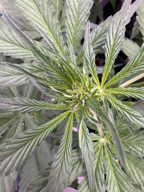 Sour Apple X Strawberry Gorilla Auto. Week 6