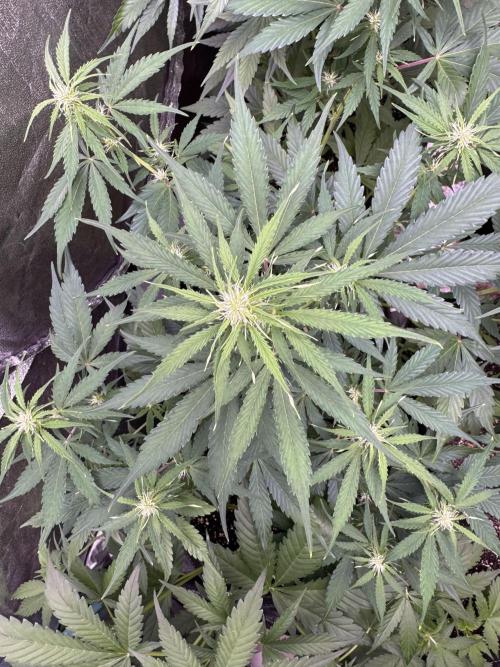 Apple Betty Auto from Herbies Seeds. Week 7