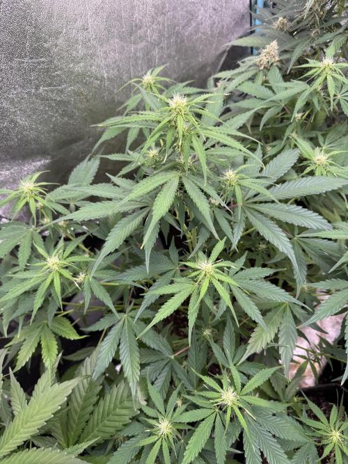 Apple Betty Auto from Herbies Seeds. Week 7