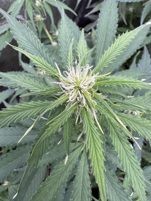 Apple Betty Auto from Herbies Seeds. Week 7