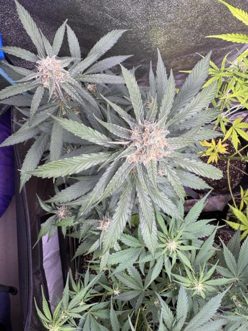 Wurlz F1 Autoflower - Zamnesia Seeds. Week 9