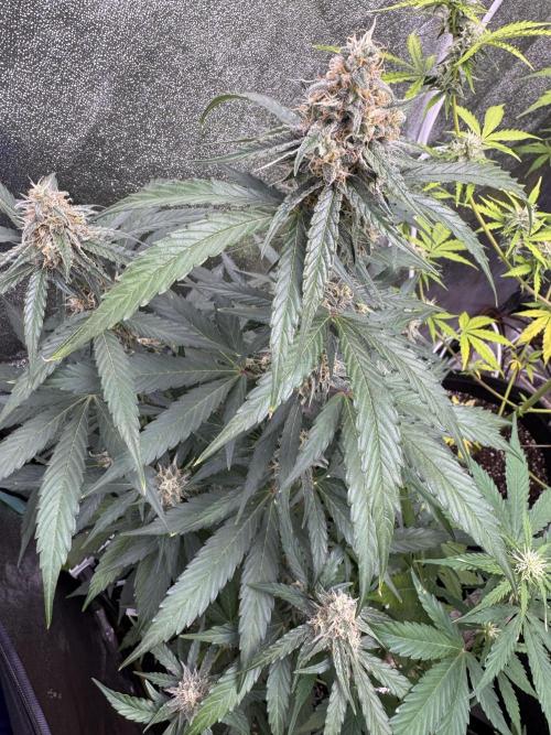 Wurlz F1 Autoflower - Zamnesia Seeds. Week 9