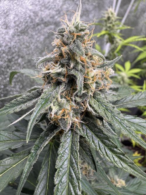 Wurlz F1 Autoflower - Zamnesia Seeds. Week 9