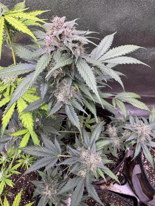 Caramel Auto - FastBuds. Week 11