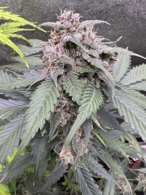 Caramel Auto - FastBuds. Week 11