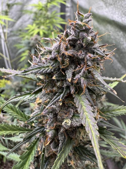 AUTO WHITE WIDOW - Divine Seeds. Week 13