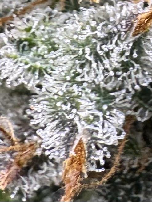 AUTO WHITE WIDOW - Divine Seeds. Week 13