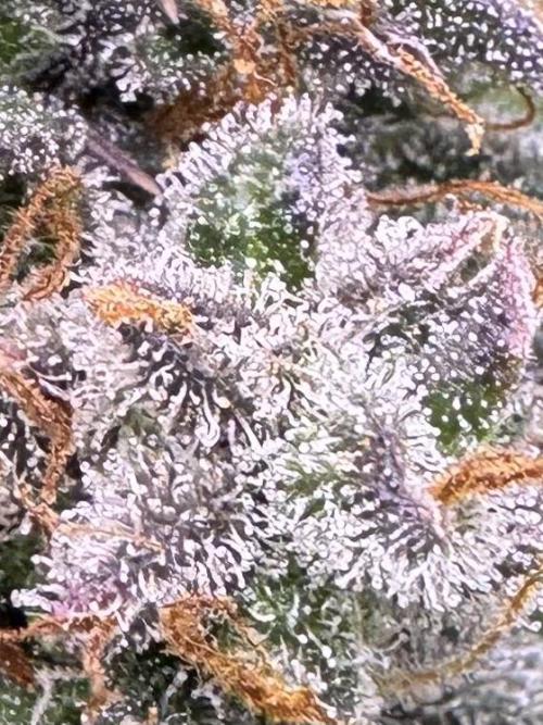 AUTO WHITE WIDOW - Divine Seeds. Week 13