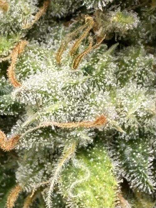 Big Demon by Divine Seeds. Week 19