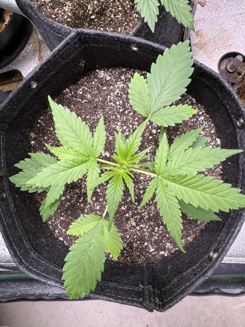 Purple Tangie Auto - Supernatural Seeds. Week 5