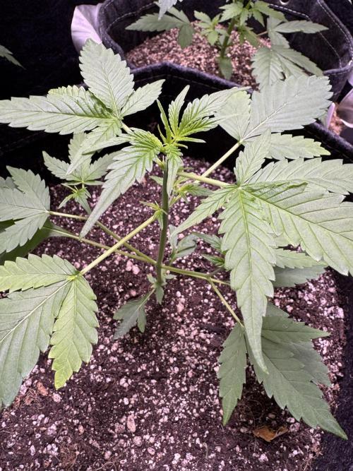 Purple Tangie Auto - Supernatural Seeds. Week 5