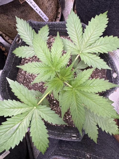 Wild Strawberry F1 Auto Run 2-TasteBudz. Week 3