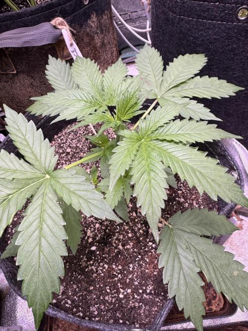 Wild Strawberry F1 Auto Run 2-TasteBudz. Week 3