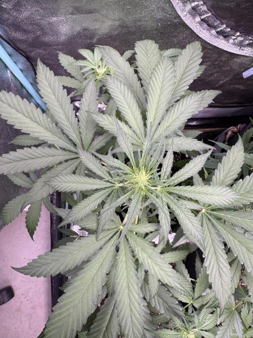 Sour Apple X Strawberry Gorilla Auto. Week 6