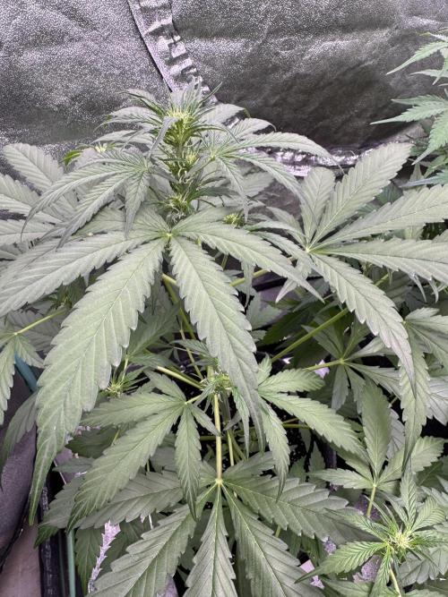 Sour Apple X Strawberry Gorilla Auto. Week 6