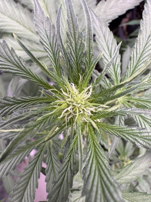 Sour Apple X Strawberry Gorilla Auto. Week 6