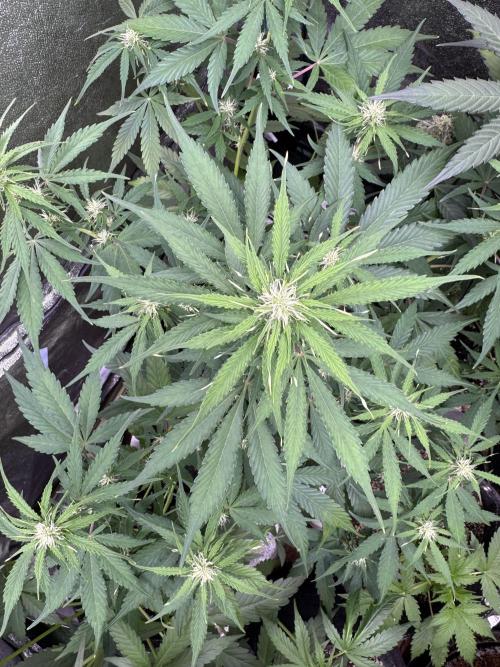 Apple Betty Auto from Herbies Seeds. Week 7