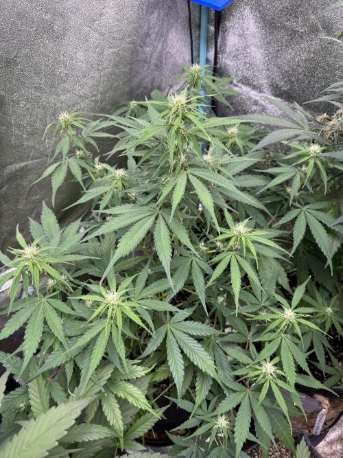 Apple Betty Auto from Herbies Seeds. Week 7