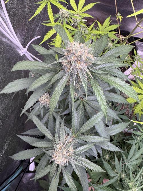 Wurlz F1 Autoflower - Zamnesia Seeds. Week 9