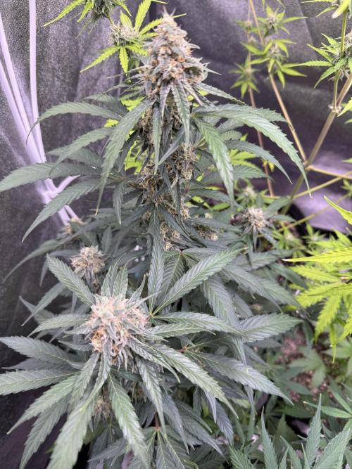 Wurlz F1 Autoflower - Zamnesia Seeds. Week 9