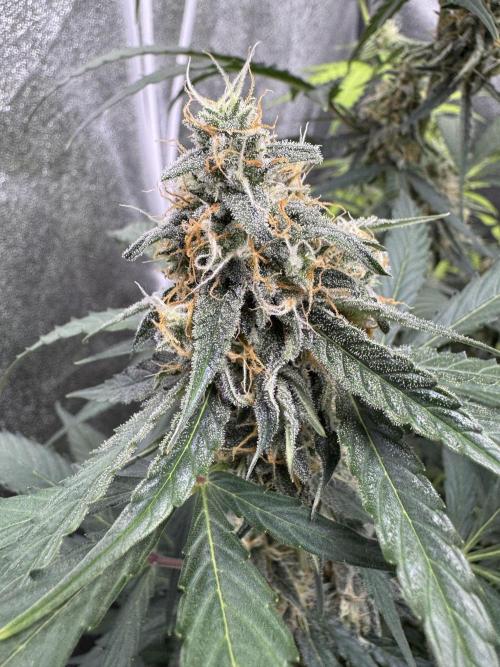 Wurlz F1 Autoflower - Zamnesia Seeds. Week 9