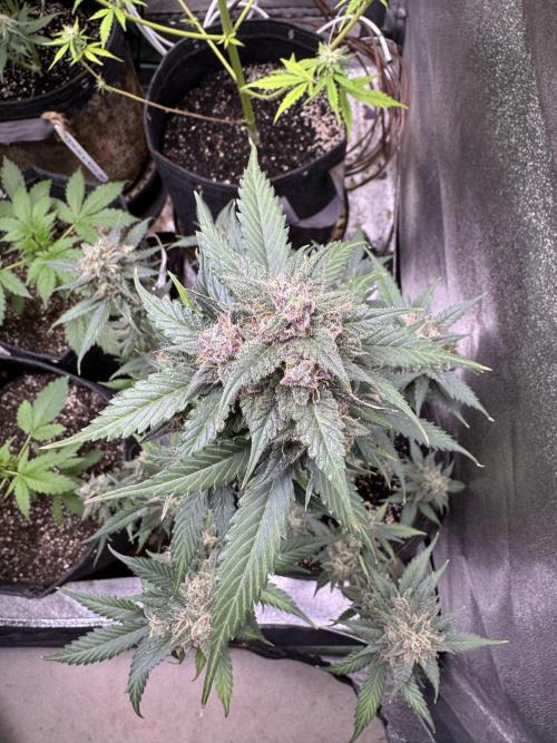 Caramel Auto - FastBuds. Week 11