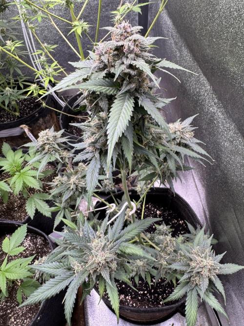 Caramel Auto - FastBuds. Week 11