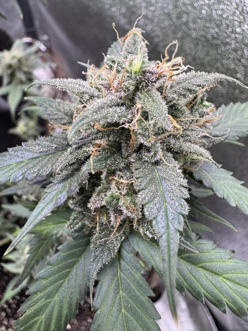 Caramel Auto - FastBuds. Week 11