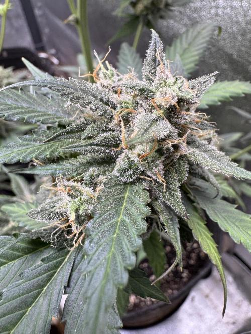 Caramel Auto - FastBuds. Week 11