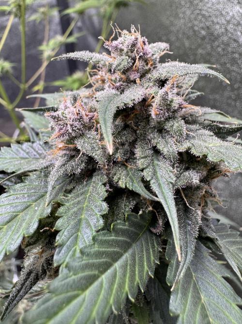 Caramel Auto - FastBuds. Week 11