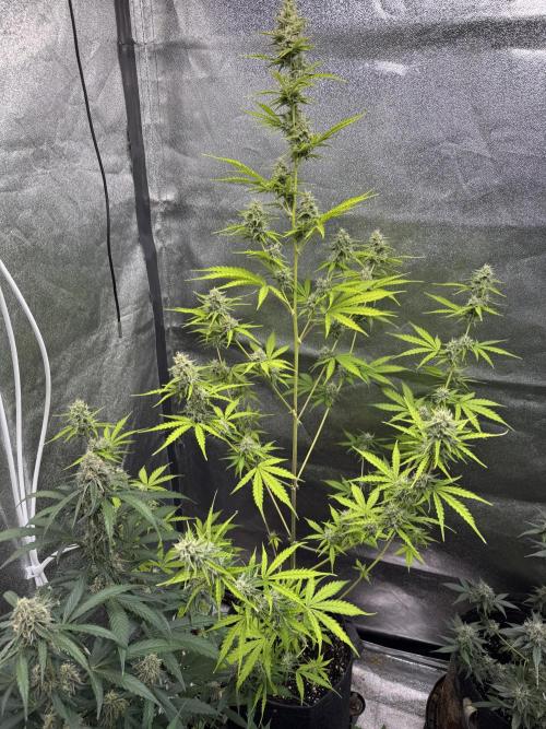 CBD Lemon Auto - Herbies Seeds. Week 9