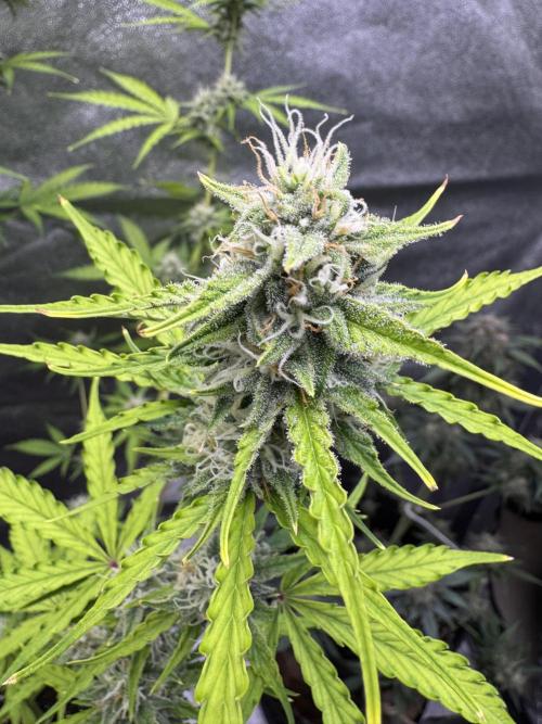 CBD Lemon Auto - Herbies Seeds. Week 9