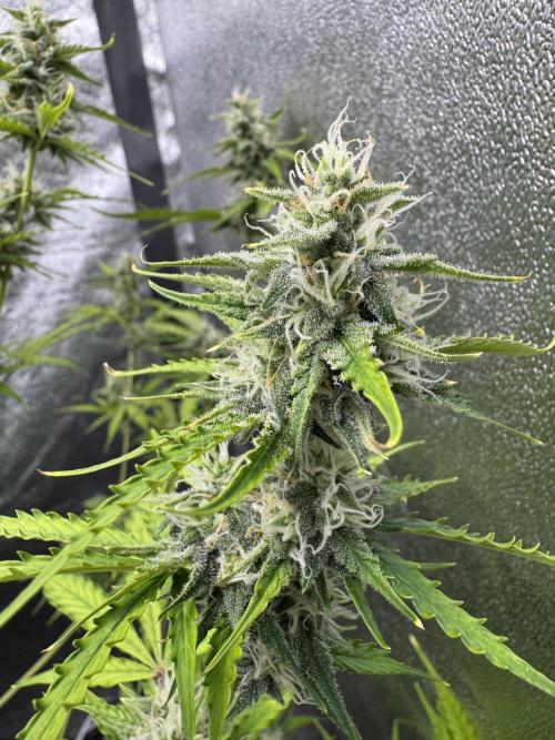 CBD Lemon Auto - Herbies Seeds. Week 9