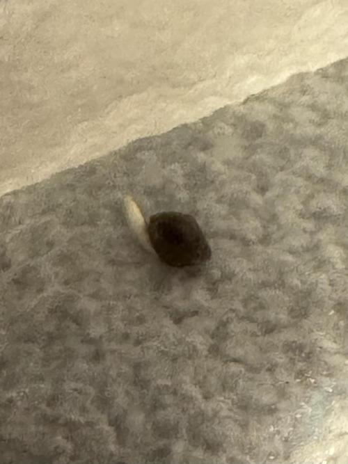 Sticky Broccoli Auto-Zamnesia. Week 0