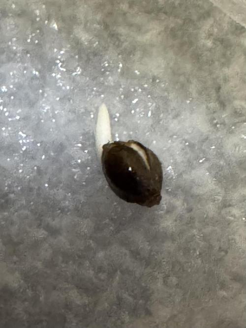 Sticky Broccoli Auto-Zamnesia. Week 0