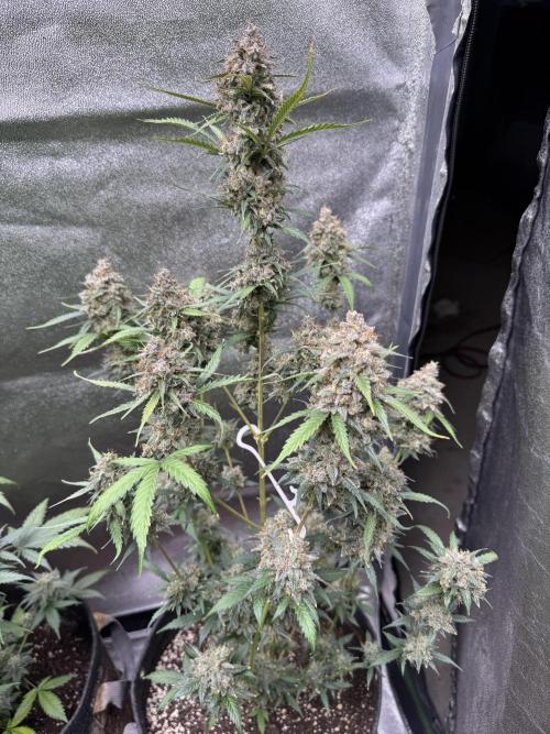 AUTO WHITE WIDOW - Divine Seeds. Week 14