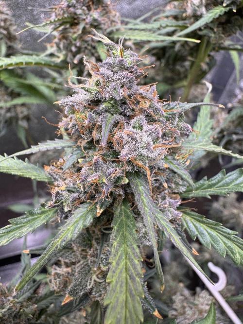 AUTO WHITE WIDOW - Divine Seeds. Week 14