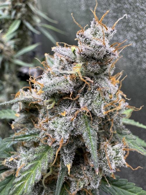 AUTO WHITE WIDOW - Divine Seeds. Week 14