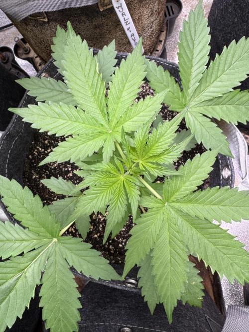 Wild Strawberry F1 Auto Run 2-TasteBudz. Week 4